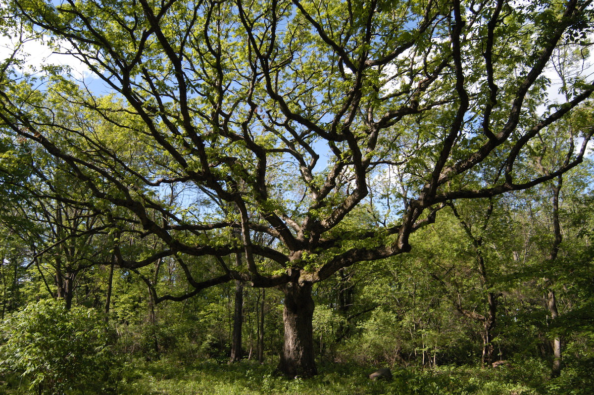 Early american nature writing america